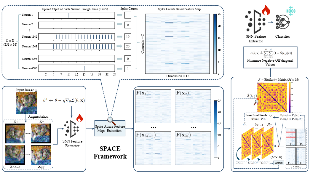 SPACE: SPike-Aware Consistency Enhancement for Test-Time Adaptation in Spiking Neural Networks